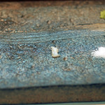 寿司栄 - 鮑の歯の摘み