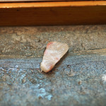 寿司栄 - 藁で燻した室蘭の桜鱒の摘み