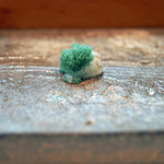 寿司栄 - ガス海老の摘み　緑の卵を載せて...