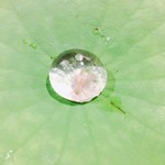 セララバアド - 