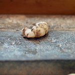 寿司栄 - 獅子海老の摘み