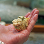 寿司栄 - 黄金蟹の握り