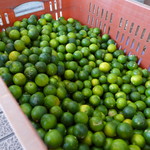 洪陽 - まだ青いオレンジ(柳丁)