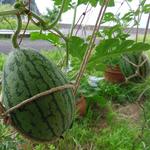 ペスカトーレ - 