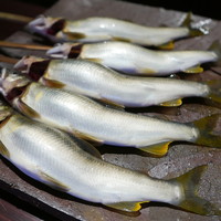 たでの葉 - 見せ鮎