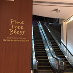 Pine Tree Bless - 