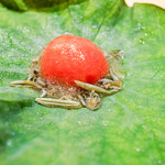 豪龍久保 - フルーツトマト