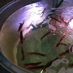 函館 開陽亭 - イカ