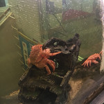 函館 開陽亭 - カニ