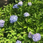 パイナップル - 自宅近くの神社にて❗️