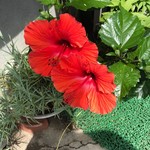 パイナップル - 自宅に咲いていたなんじゃろか❓