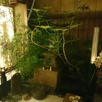 京料理 先斗町 富美家 - 
