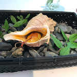 AMOUR - 波の音〜つぶ貝、サザエ〜