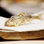 にい留 - 長野県産稚鮎