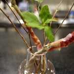 セララバアド - イケバナ　ハモン