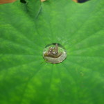 セララバアド - 朝露