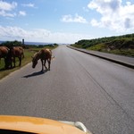 与那国丑牧場 肉人 - 島南西の海岸道路は与那国馬が放牧され道路も共有。