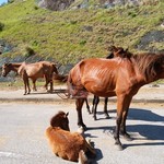 与那国丑牧場 肉人 - 与那国馬が道路でくつろぐ