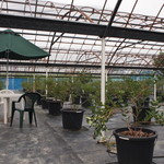 ブルーベリーハート知多 - 鉢植えなので取りやすいです