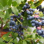 ブルーベリーハート知多 - 色づいてます