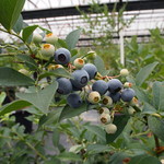 ブルーベリーハート知多 - 色づいてます