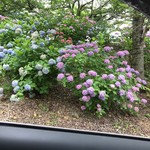 パイナップル - 入鹿池の下道に紫陽花が咲いてました♫ちょいと車を停めて❗️