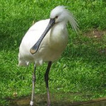 SPOONBILL - 