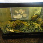 すし喜八 - すいそう～