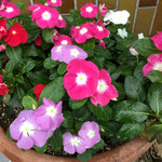 カフェレストラン ホット・ベリー - 