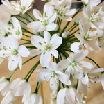 カフェ フロインドリーブ - 