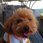 カフェ リゼッタ 二子玉川店 - うちのワンコ