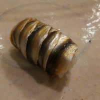 小判寿司 棚倉 - 