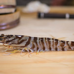 三笠鮨 - 大車鰕（おほくるまえび）