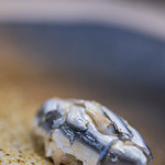 三笠鮨 - 新子（しんこ）八枚漬（はちまいづけ）