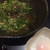 汁なし担担麺専門 キング軒 - 料理写真: