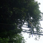 Frandy Beach Bar - 電線の上に母猿と子猿！！