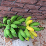 渚亭 - お庭で採れるバナナや