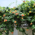 渚亭 - Some remain, somehow. 