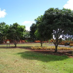 Dole Plantation - 