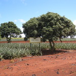 Dole Plantation - 