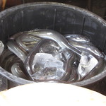 田代 - 生きた鰻をさばいていきます。