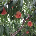 御坂農園グレープハウス - 農園で“桃狩り”