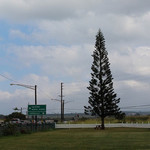 Green World Coffee Farm - 