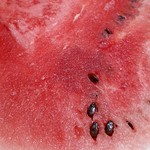 サンマート - 料理写真:糖度 抜群