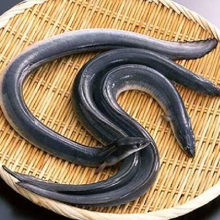 [Ultimate Edo grilled eel]