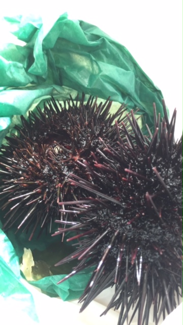 一途屋（イチズヤ） - 旭川（居酒屋）の写真