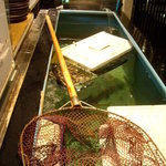 串兆ダイニング - 生簀から取り出した魚をそのまま捌く