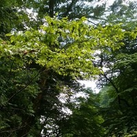 ひろ文 - 