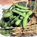 海鮮個室居酒屋 魚之介 - 本日の前菜(来店時：枝豆）・海鮮しゃぶ鍋プラン10品（4000円コース）