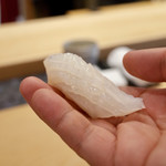 初音鮨 - アオリイカ